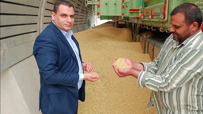 توريد القمح  