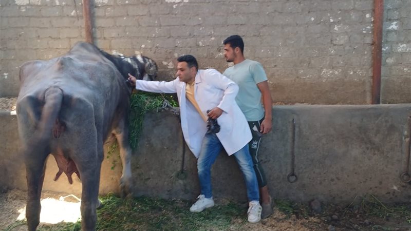 حملات مديرية الطب البيطرى بالفيوم مستمرة