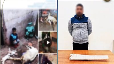 شاهد فيديو صادم.. راعي أغنام يفتك بكلاب ضالة بعصا مسمرة والشرطة تتدخل