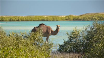 وادي الجمال.. سافر إلى رحلة ساحرة بين الصخور الملونة والأسرار الفرعونية