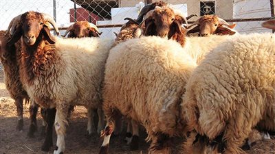 بالطبلة والمزمار .. زفة أضحية العيد تجوب شوارع دمياط وسط فرحة الأهالي