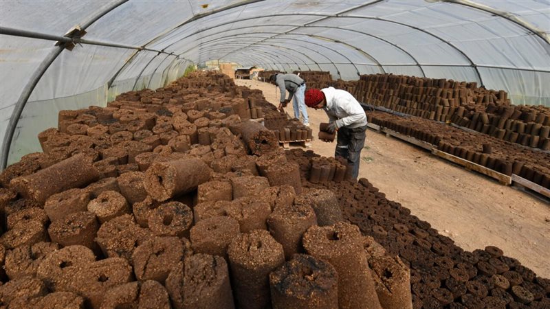 تحويل نفايات الزيتون لطاقة مستدامة