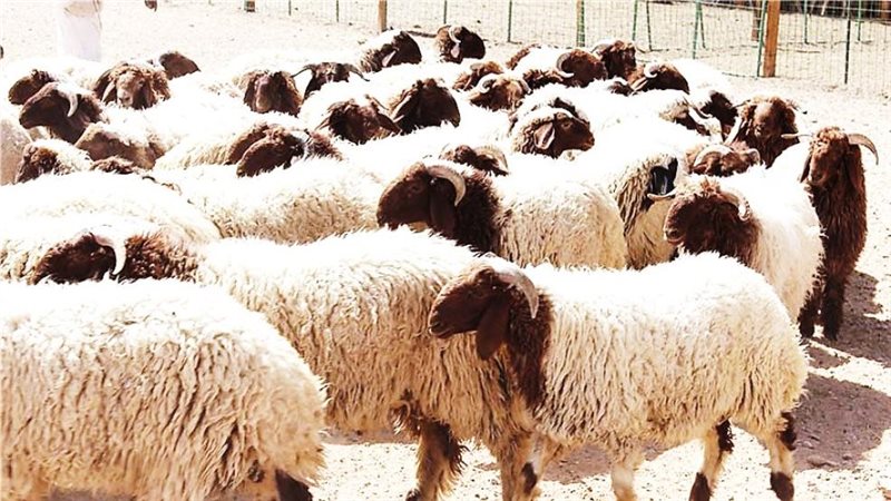 الأضحية