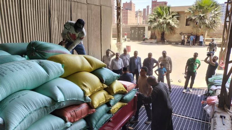 جانب من العمل داخل شون القمح بالدقهلية