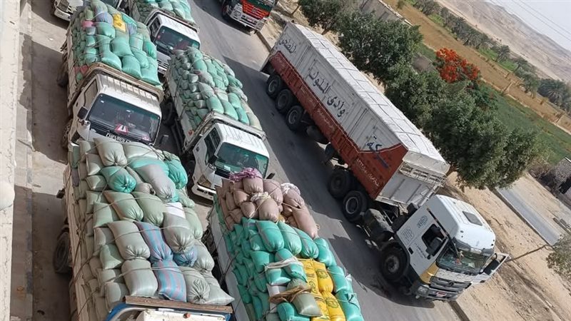 توريد القمح بالمنيا