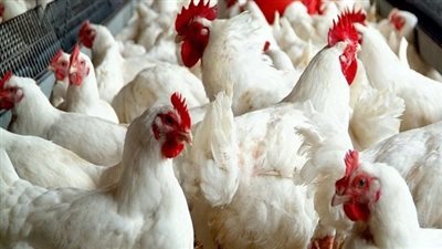 الكيلو بـ78 جنيهًا.. أسعار الدواجن اليوم السبت 31 مايو 2025