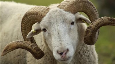 نهاية مأساوية فوق سطح منزله.. خروف ينهي حياة مسن في المعصرة