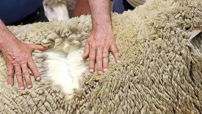 5 أفكار مختلفة لاستخدام جلود الأضاحي.. أوعى ترميها