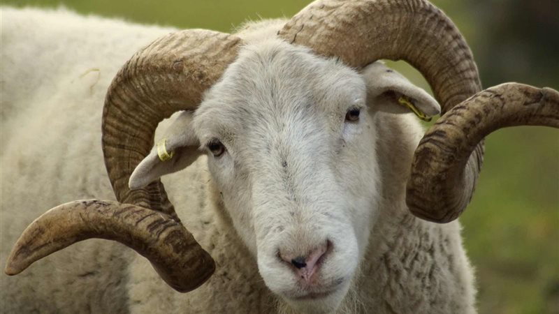 خروف أرشيفية 