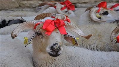 تزيين الخروف وتعطيره.. أغرب طقوس عيد الأضحى حول العالم (صور)