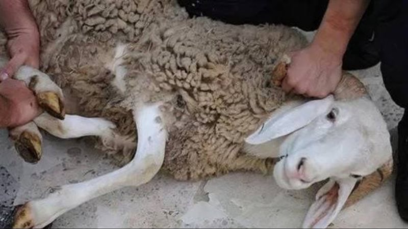 ذبح الخروف