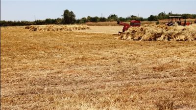محافظ أسوان: توريد كميات القمح بنسبة تخطت 103.7 % من المستهدف