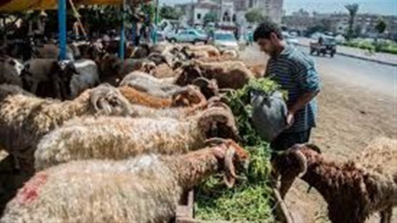 الأضاحي