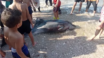 اصطدم بأحد المراكب البحرية.. نفوق دولفين Bottlenose على شواطئ بورفؤاد