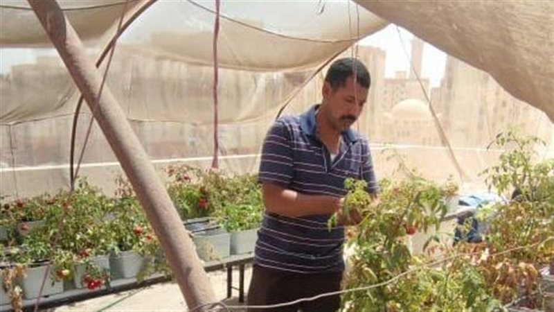نجاح تجربة زراعة أعلى أسطح 3 عقارات بمدينة الأسمرات