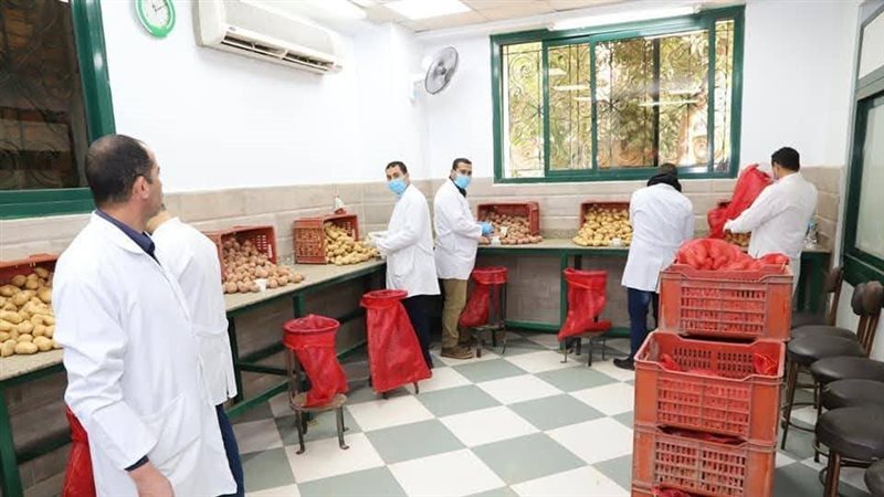 فحص بطاطس مائدة معدة للتصدير