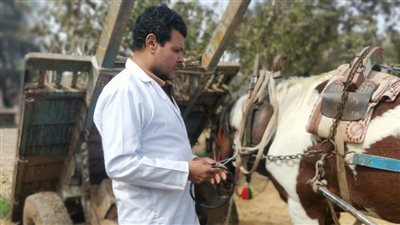 تحصين وعلاج أكثر من 138 ألف رأس ماشية وأغنام بالدقهلية