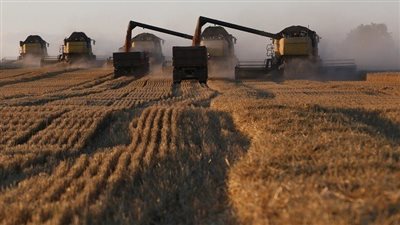 بعد 4 سنوات من القيود.. روسيا تعيد القمح إلى الحلبة العالمية بلا ضرائب