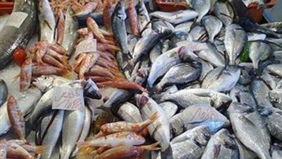 البلطي بـ 65 جنيهًا.. أسعار الأسماك اليوم الإثنين 13-11-2023 بالأسواق