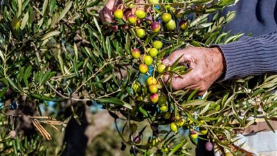 أشهر المنتجات الغذائية المتميزة بها فلسطين