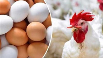 أسعار الدواجن اليوم الإثنين 20-11-2023 بالأسواق