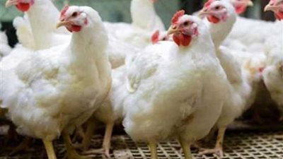 تراجع أسعار الدواجن اليوم الثلاثاء 21-11-2023 بالأسواق