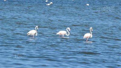 مهرجان Bird Said 2023 في نسخته الثانية ببور سعيد