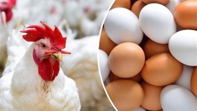 تراجع في أسعار الدواجن اليوم الجمعة 1-12-2023 بالأسواق