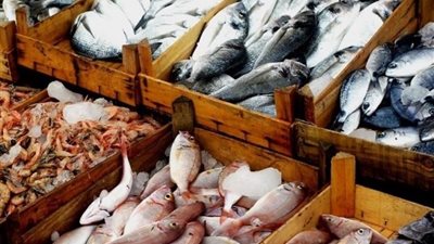 أسعار الأسماك اليوم السبت 16-12- 2023 بالأسواق