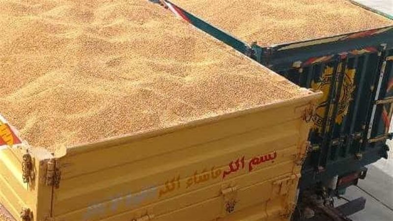جانب من استقبال القمح بالصوامع