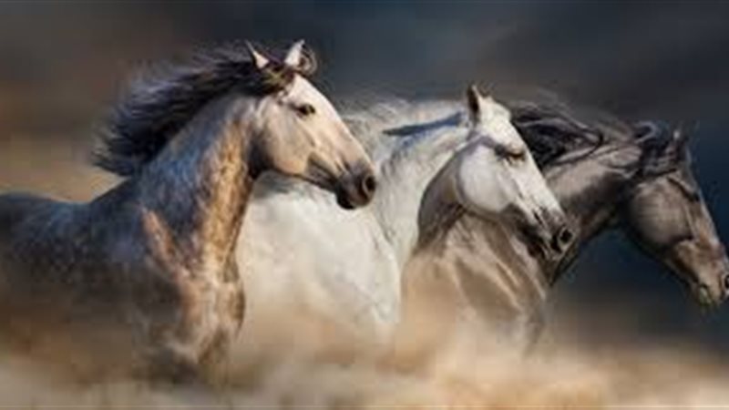 تفسير ابن سيرين لرؤية الخيل
