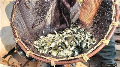 لتنمية المسطحات المائية بالمحافظة.. إنزال 300 ألف زريعة بلطي ببحيرة الصيادين بالإسماعيلية