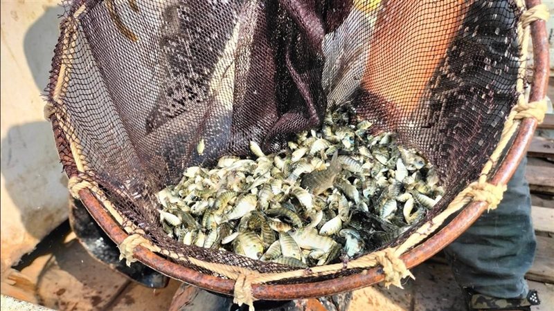 سمك بلطي