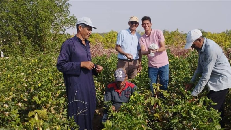 القطن 