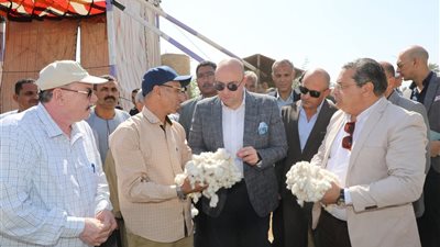 الذهب الأبيض.. بدء موسم جمع القطن 2025 ببني سويف (صور)