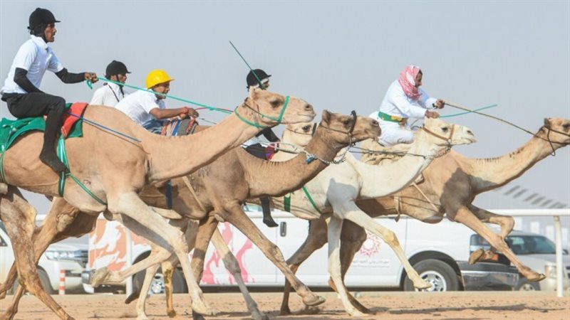  مهرجان الهجن الدولي