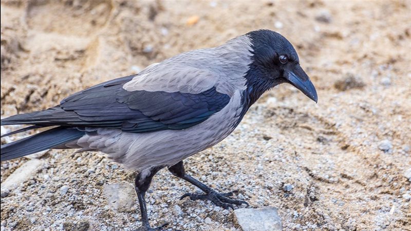 رؤية الغراب في المنام 
