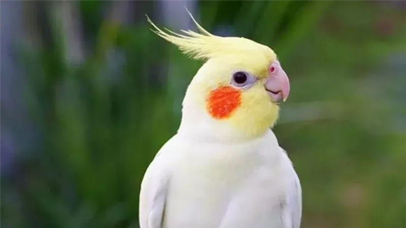 رؤية الكروان في المنام لابن سيرين 