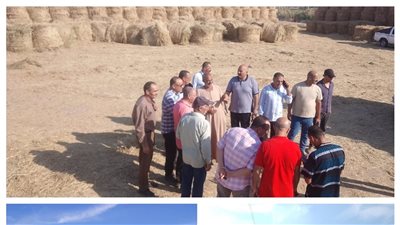 إقبال كبير على قش الأرز بالبحيرة وجمع 343 طنًا حتى الآن