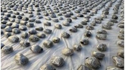 صفقة بـ150 مليونا.. ضبط 2 طن مخدرات في بؤرة إجرامية بالسويس