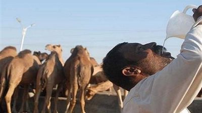 وفاة 13 شخصا عالجتهم طبيبة ببول الإبل بزعم معالجتهم من السرطان