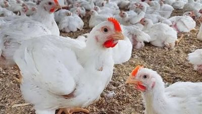 أسعار الدواجن والبيض اليوم الاثنين 18-12-2023 بالأسواق