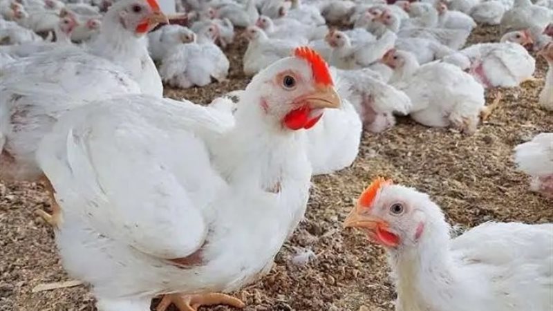 أسعار الدواجن
