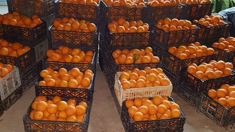أسعار البرتقال