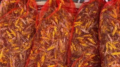 مع بدء موسم الجراد في المملكة، شيف سعودي يستعرض طريقة 
