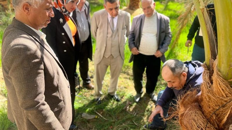 محافظة الوادى الجديد