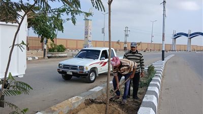 التنمية المحلية: بدء زراعة 970 شجرة متنوعة بمحاور وطرق رئيسية 