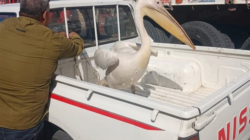 بجع