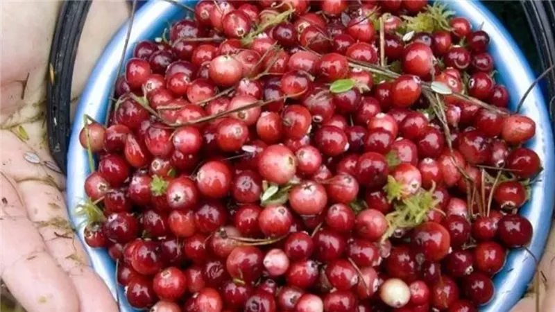 حرقان البول 