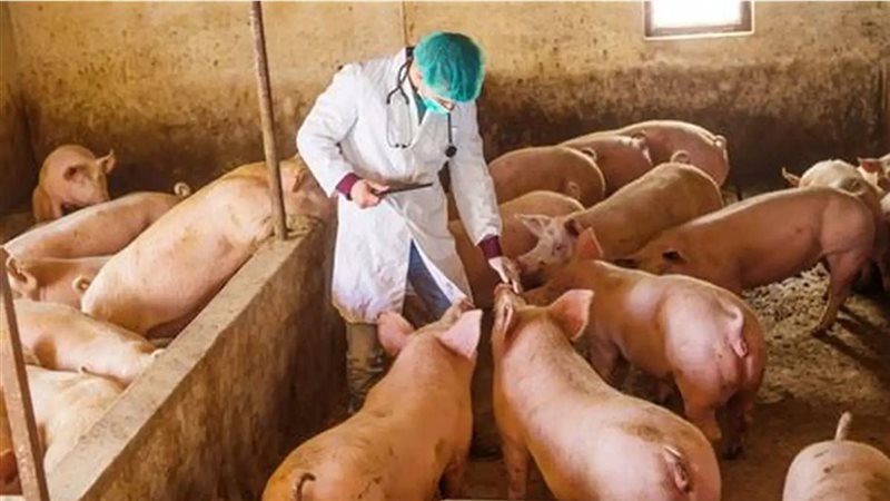 بفيروس حمى الخنازير الأفريقية